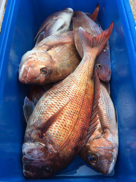 第二八坂丸 釣果