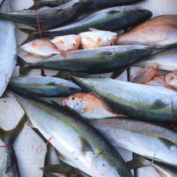 海楽隊 華栞丸 釣果