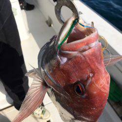 龍神丸（鹿児島） 釣果