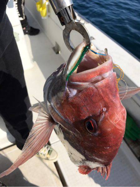 龍神丸（鹿児島） 釣果