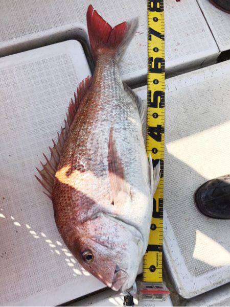 龍神丸（鹿児島） 釣果