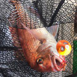 龍神丸（鹿児島） 釣果