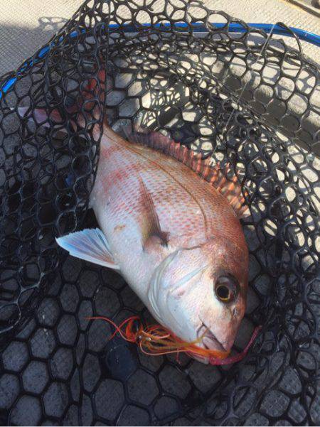 第二 海洋丸 釣果