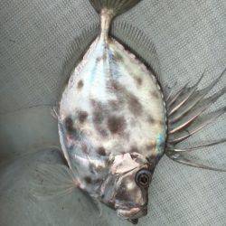 海楽隊 華栞丸 釣果