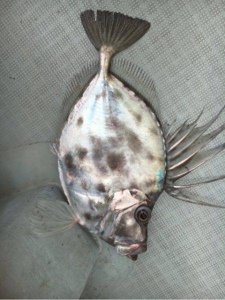 海楽隊 華栞丸 釣果