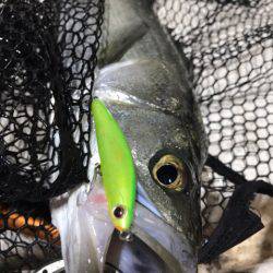 Monster Rush! 釣果