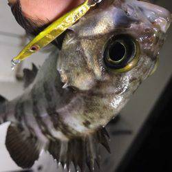 Monster Rush! 釣果