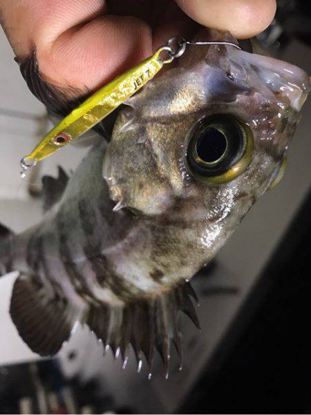 Monster Rush! 釣果