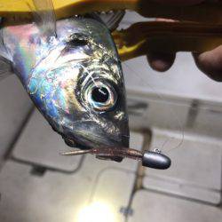 Monster Rush! 釣果