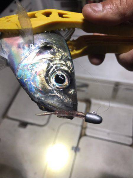 Monster Rush! 釣果