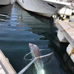 龍神丸(鹿児島) 釣果