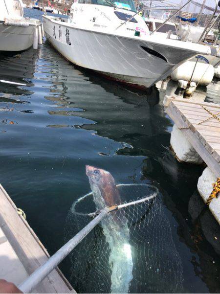 龍神丸(鹿児島) 釣果