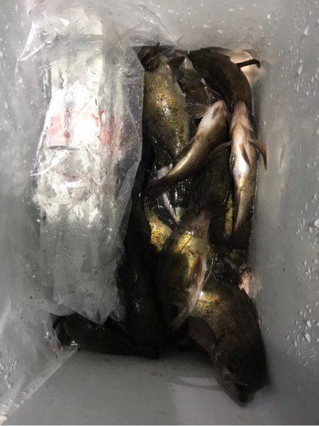 ヤザワ渡船 釣果