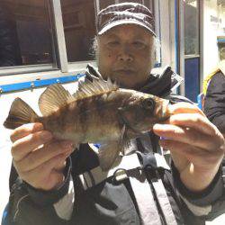 ヤザワ渡船 釣果