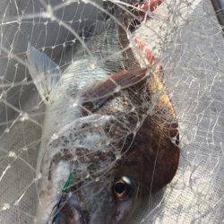 龍神丸（鹿児島） 釣果