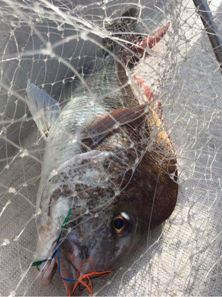 龍神丸（鹿児島） 釣果