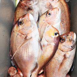 龍神丸(鹿児島) 釣果