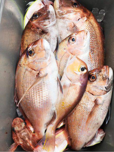 龍神丸（鹿児島） 釣果
