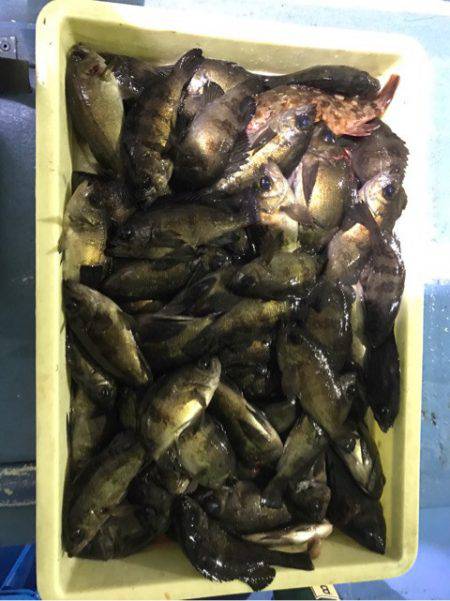 ヤザワ渡船 釣果