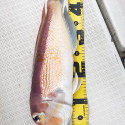 龍神丸(鹿児島) 釣果