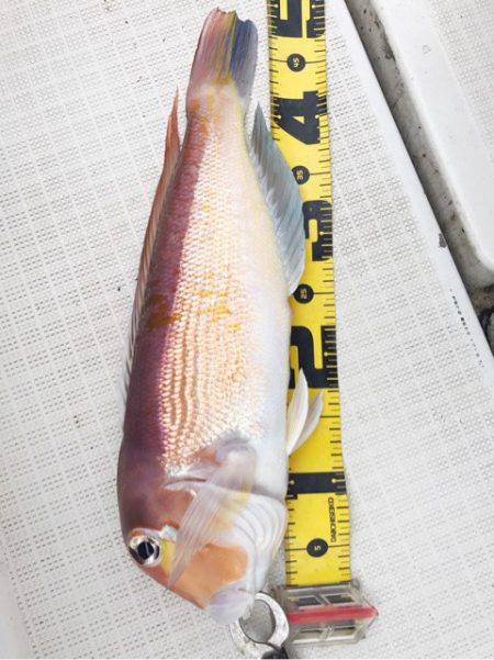 龍神丸(鹿児島) 釣果