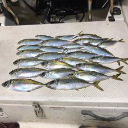 Monster Rush! 釣果