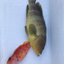 Monster Rush! 釣果