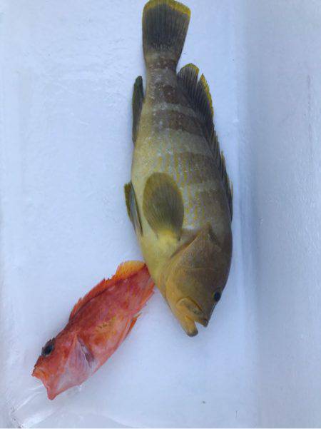 Monster Rush! 釣果