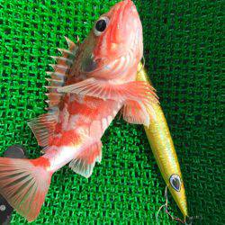 Monster Rush! 釣果