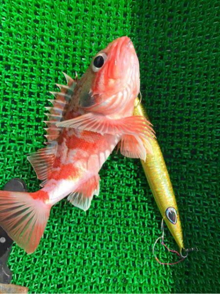 Monster Rush! 釣果