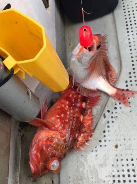 釣鯛洋 釣果