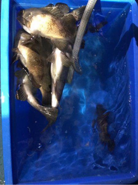 ヤザワ渡船 釣果