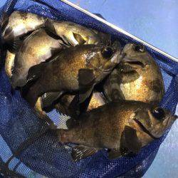 ヤザワ渡船 釣果