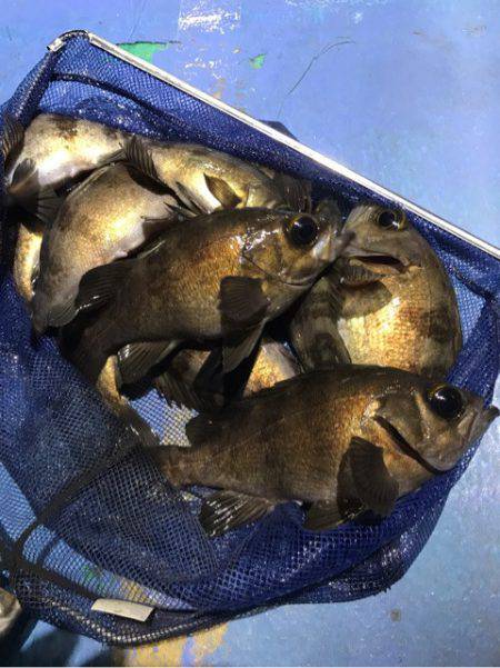 ヤザワ渡船 釣果