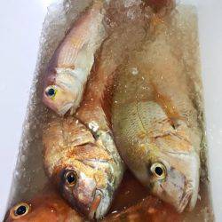 龍神丸(鹿児島) 釣果