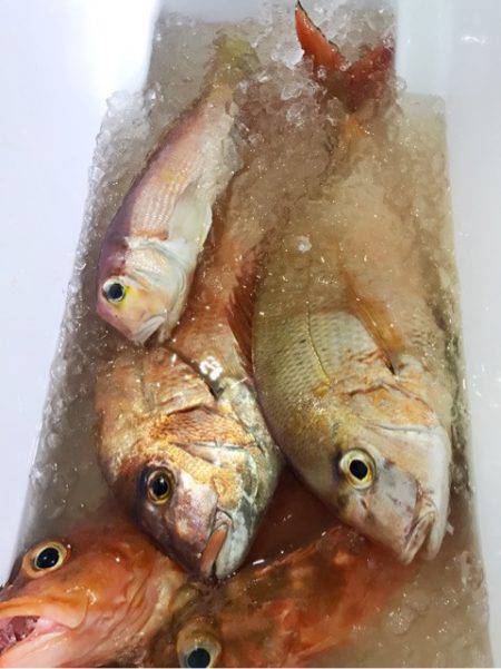 龍神丸(鹿児島) 釣果