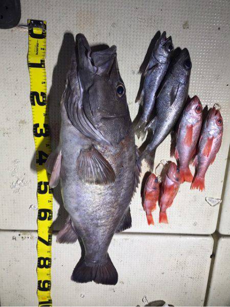 Monster Rush! 釣果