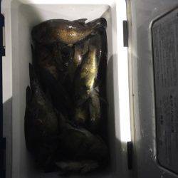 ヤザワ渡船 釣果