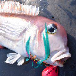 渡船屋たにぐち 釣果