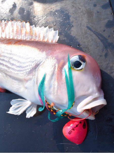 渡船屋たにぐち 釣果