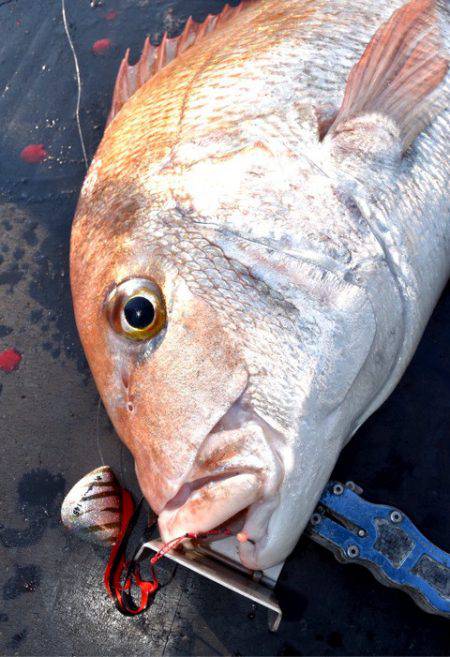 渡船屋たにぐち 釣果