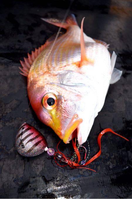 渡船屋たにぐち 釣果