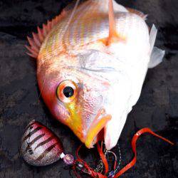 渡船屋たにぐち 釣果