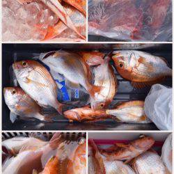 渡船屋たにぐち 釣果