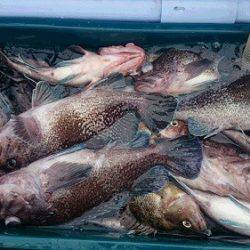 小樽港遊漁船SHAKE 釣果