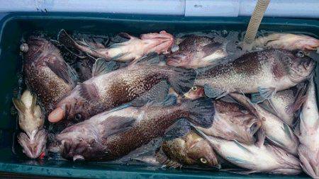 小樽港遊漁船SHAKE 釣果