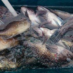 小樽港遊漁船SHAKE 釣果