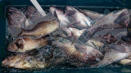 小樽港遊漁船SHAKE 釣果