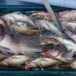 小樽港遊漁船SHAKE 釣果