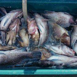 小樽港遊漁船SHAKE 釣果